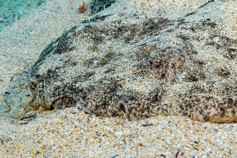 Underwater photo Close-up of head and clearly visible eye of Common Angelshark (Squatina squatina)