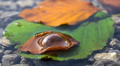 Air bubble on leaf at Leopoldsteinersee, Eisenerz, Styria, Austria