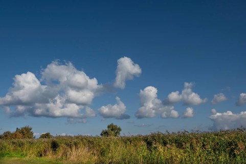 Reed, thatch (Phragmites australis) in the Bodden landscape, cloudy sky, Ahrenshoop, Darß,