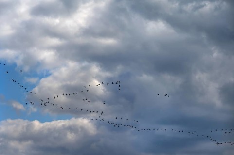 Wild geese (Anser anser) flying in formation under rain clouds (Nimbostratus) at the Darß,