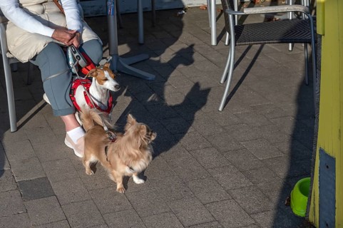 Two dogs waiting on a leash, Mecklenburg-Vorpommern, Germany