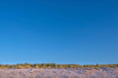 Beach grass (Ammophila) on the Baltic Sea beach, blue sky, Darß, Mecklenburg-Vorpommern, Germany