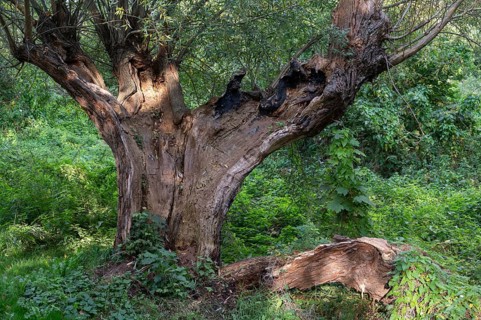 Old willow tree (Salix) split by lightning, Ahrenshoop, Darß, Mecklenburg-Western Pomerania,