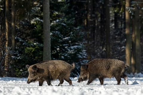 Wild boar boar (Sus scrofa) following a brook in winter, snow, Germany