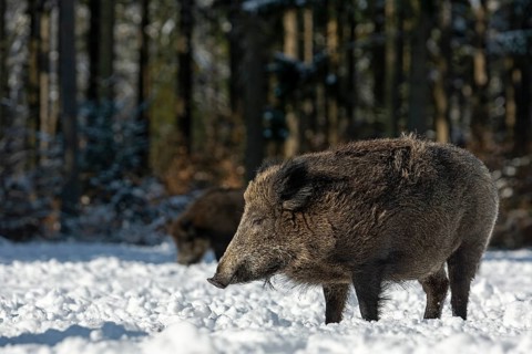 Wild boar (Sus scrofa) enjoying the warming winter sun with closed eyes, snow, Germany