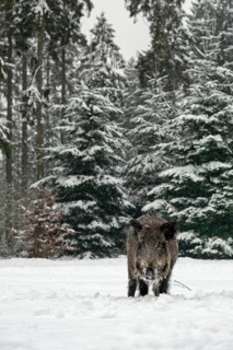 While it is snowing, a wild boar (Sus scrofa) searches for food in a snow-covered forest meadow,