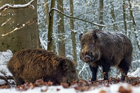 A strong wild boar (Sus scrofa) approaches a herd of wild boar with young boars during the mating