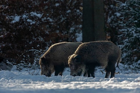 Two wild boar (Sus scrofa) foraging in the snow, snow, winter sun, Germany