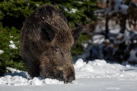 A wild boar (Sus scrofa) has left its daytime den in the best daylight and is looking for food in