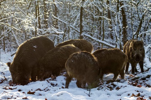 A herd of wild boar (Sus scrofa) searches for beechnuts under the snow between beech leaves,