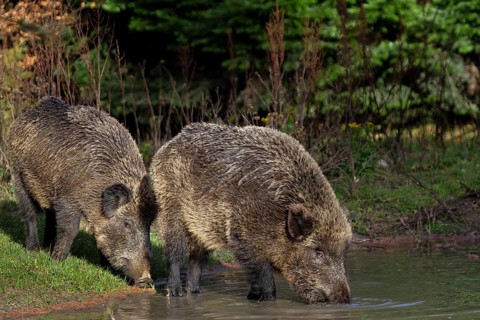 Two wild boar (Sus scrofa) visit a small pond in the forest in the late afternoon to drink, thirst,