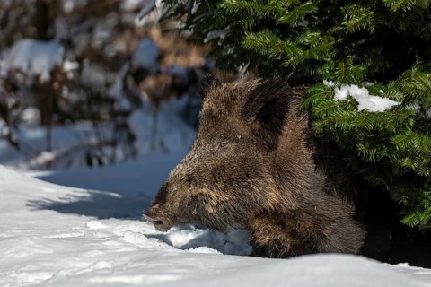 The wild boar (Sus scrofa) cautiously leaves its sleeping place under the sweeping branches of a