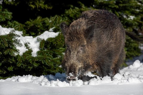 A wild boar (Sus scrofa) in about 15cm of fresh snow, unfortunately such weather conditions are