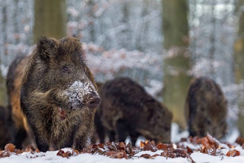 Wild boar (Sus scrofa) in winter, snow, Germany
