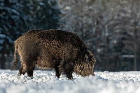 Wild boar (Sus scrofa) with conspicuous loss of fur on the head, disease, illness, mange, hair