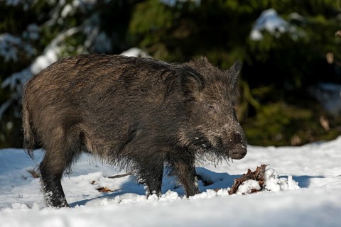 Wild boar (Sus scrofa) in its first winter, baby animals, winter, Germany