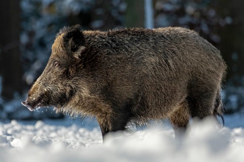 The warming winter sun makes the wild boar (Sus scrofa) tired, sleep, winter, snow, Germany