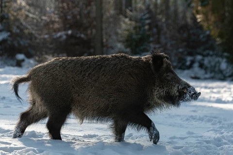 A wild boar (Sus scrofa) running across a snowy forest meadow, winter, winter sun, wild boar,