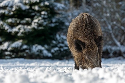 Wild boar (Sus scrofa) foraging in winter, winter, snow cover, Germany