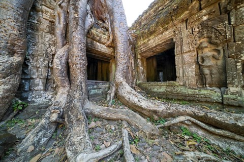 Tetrameles (Tetrameles nudiflora), tree conquers with its roots the ruins of the temple complex of