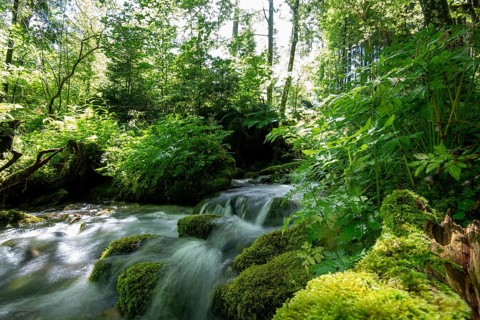 Clear mountain stream, moss-covered stones, Zgornje Jezersko mountaineering village, Slovenia