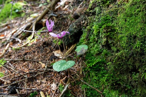 Delicate pink cyclamen, moss-covered forest soil, Zgornje Jezersko mountaineering village, Slovenia