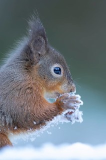 Red squirrel (Sciurus vulgaris) adult animal eating a hazel nut in snow in winter, England, United