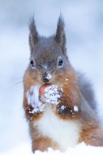 Red squirrel (Sciurus vulgaris) adult animal feeding on a hazel nut in snow in winter, England,