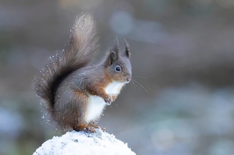 Red squirrel (Sciurus vulgaris) adult animal on a snow covered stone wall in winter, England,