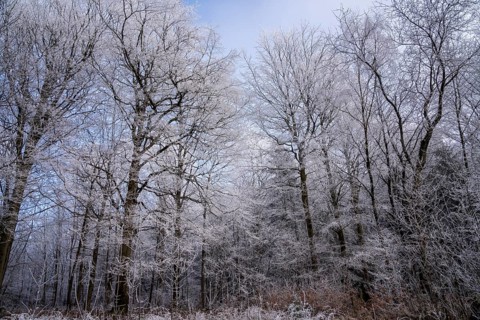 Wintery forest with hoarfrost on Königstuhl mountain, old beech trees, Rhein-Neckar district,