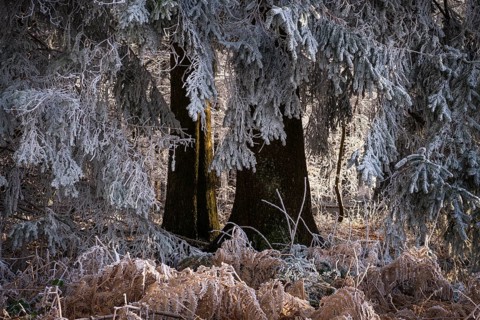 Wintery forest with hoarfrost on Königstuhl mountain, conifer and fern, Rhein-Neckar district,