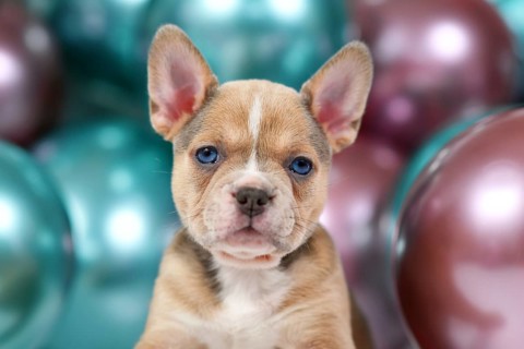 Portrait of 6 weeks old healthy French Bulldog dog puppy with colorful balloons in background