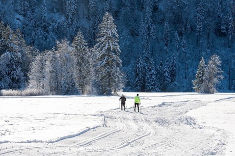 Two skiers together on snowy fields surrounded by snow-covered trees, cross-country skiing, near