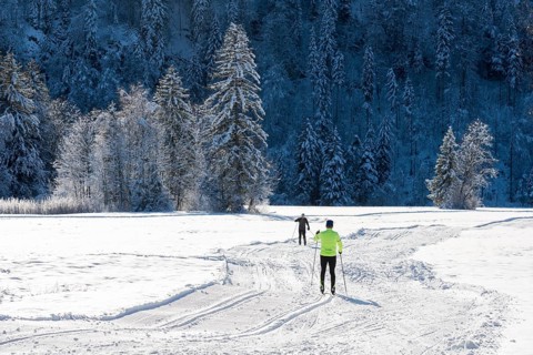 Two people skiing on snow-covered fields surrounded by wintry forest, cross-country skiing, near