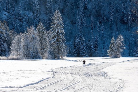 Snowy landscape with lonely person on snowfield surrounded by snow-covered forest, cross-country