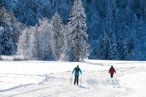 People skiing through a snowy winter landscape on the edge of a forest, cross-country skiing, near