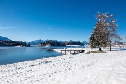 Snowy shore area with a jetty and a tree at the lake, Forggensee near Roßhaupten, Ostallgäu,