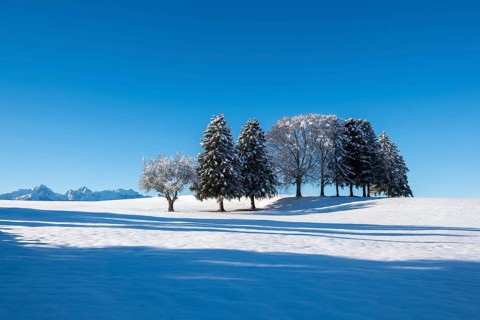 Snowy field with a group of trees under clear blue sky, near Buching, Ostallgäu, Allgäu, Bavaria,