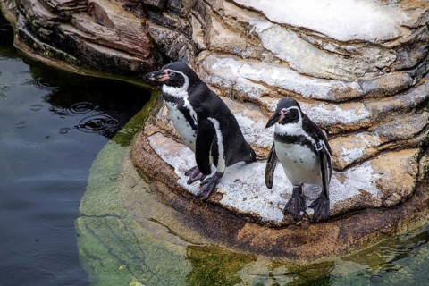 Humboldt penguin (Spenuiscus humboldti), penguin enclosure, Ozeaneum, Natukundemuseum, Stralsund,
