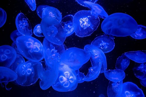 Jellyfish, moon jellyfish (Aurelia aurita) in the Ozeaneum, Hanseatic city of Stralsund,
