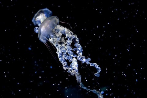 Jellyfish, compass jellyfish (Chrysaora hysoscella), Ozeaneum, Hanseatic City of Stralsund,