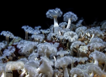 Sea anemone (Metridium senile), Ozeaneum, Hanseatic City of Stralsund, Mecklenburg-Western