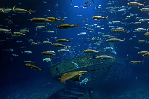 Fish in the huge aquarium in the Ozeaneum, Hanseatic City of Stralsund, Mecklenburg-Western