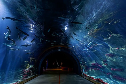 Tunnel aquarium in the Ozeaneum, Heligoland Tunnel, Hanseatic City of Stralsund,