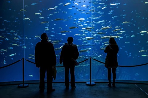 Visitors look at a huge aquarium in the Ozeaneum, Hanseatic City of Stralsund, Mecklenburg-Western