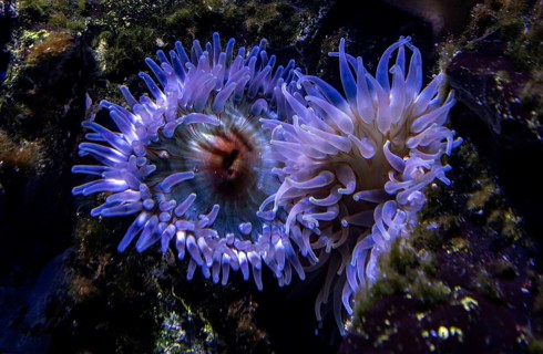 Sea anemones (Actiniaria), Ozeaneum, Hanseatic City of Stralsund, Mecklenburg-Western Pomerania,