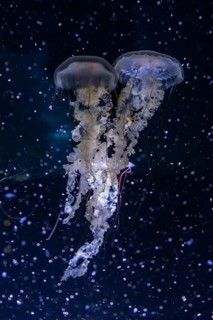 Jellyfish, compass jellyfish (Chrysaora hysoscella), Ozeaneum, Hanseatic City of Stralsund,