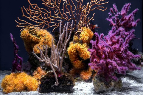 Soft corals (Sclerophytum lamellatum), Ozeaneum, Hanseatic City of Stralsund, Mecklenburg-Western