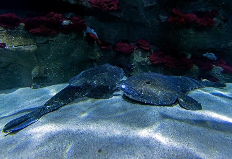 Anglerfish (Lophius piscatorius), Ozeaneum, Hanseatic City of Stralsund, Mecklenburg-Western