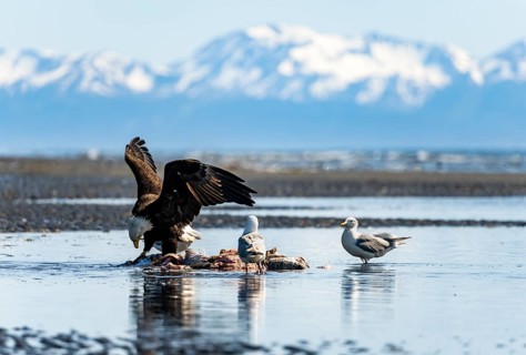 Bald eagle (Haliaeetus leucocephalus) on the beach near prey, Anchor Point at Cook Inlet, Anchor